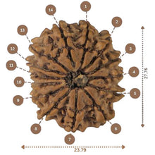 Load image into Gallery viewer, 14 Mukhi Rudraksha - Nepali Vendor Rudradhyay