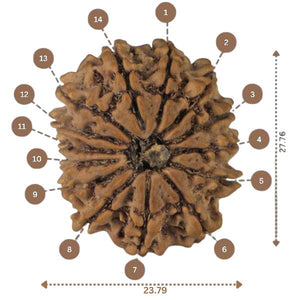 14 Mukhi Rudraksha - Nepali Vendor Rudradhyay