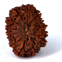 Load image into Gallery viewer, 14 Mukhi Rudraksha - Nepali Vendor Rudradhyay