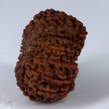 Load image into Gallery viewer, 14 Mukhi Rudraksha - Nepali Vendor Rudradhyay