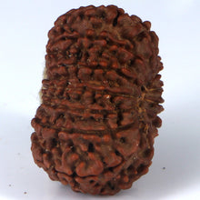 Load image into Gallery viewer, 14 Mukhi Rudraksha - Nepali Vendor Rudradhyay