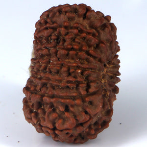 14 Mukhi Rudraksha - Nepali Vendor Rudradhyay