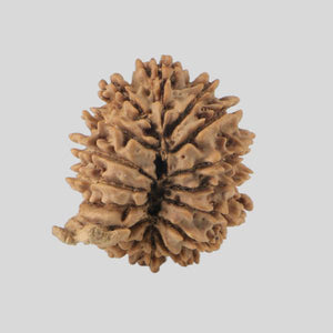 16 Mukhi Rudraksha(Nepali)