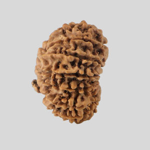 16 Mukhi Rudraksha(Nepali)