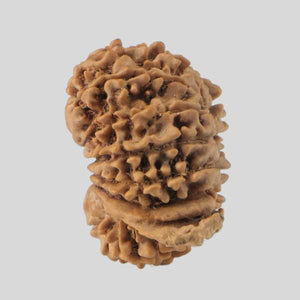 16 Mukhi Rudraksha(Nepali)