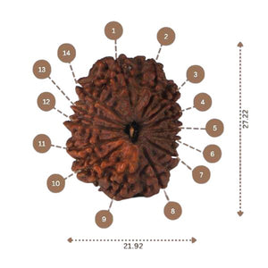 14 Mukhi Rudraksha - Nepali Vendor Rudradhyay