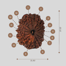 Load image into Gallery viewer, 14 Mukhi Rudraksha - Nepali Vendor Rudradhyay