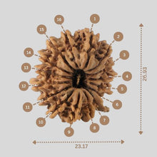 Load image into Gallery viewer, 16 Mukhi Rudraksha(Nepali)