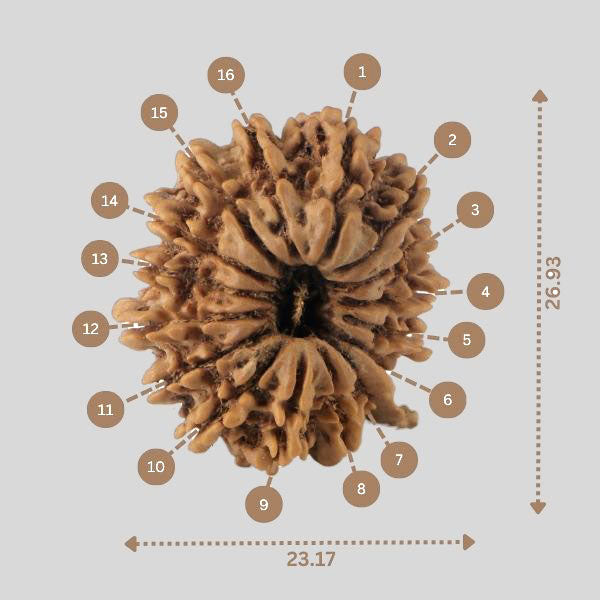 16 Mukhi Rudraksha(Nepali)