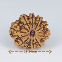 Load image into Gallery viewer, 10 Mukhi Rudraksha (Nepali) - Regular size with X-ray report