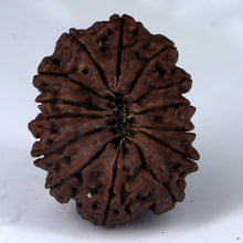 Load image into Gallery viewer, 14 Mukhi Rudraksha - Nepali Vendor Rudradhyay