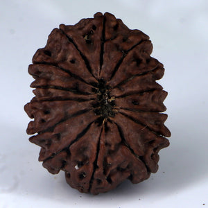 14 Mukhi Rudraksha - Nepali Vendor Rudradhyay