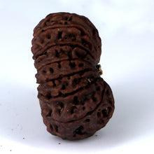 Load image into Gallery viewer, 14 Mukhi Rudraksha - Nepali Vendor Rudradhyay