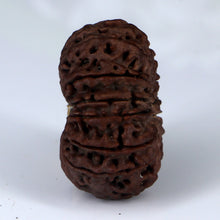 Load image into Gallery viewer, 14 Mukhi Rudraksha - Nepali Vendor Rudradhyay