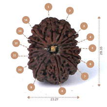 Load image into Gallery viewer, 14 Mukhi Rudraksha - Nepali Vendor Rudradhyay