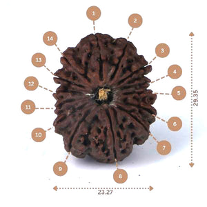 14 Mukhi Rudraksha - Nepali Vendor Rudradhyay