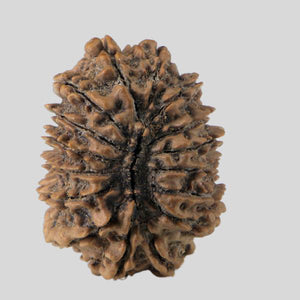 16 Mukhi Rudraksha(Nepali)