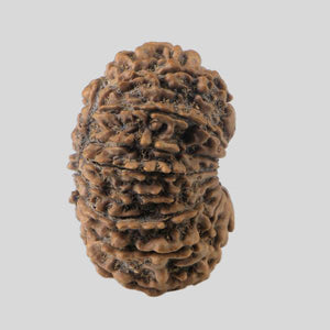 16 Mukhi Rudraksha(Nepali)