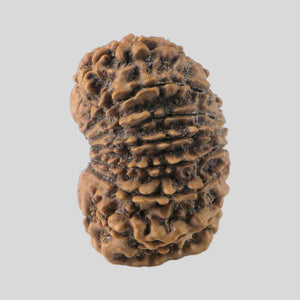 16 Mukhi Rudraksha(Nepali)