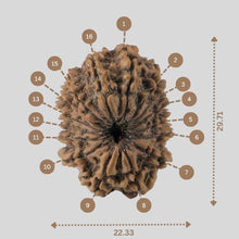 Load image into Gallery viewer, 16 Mukhi Rudraksha(Nepali)