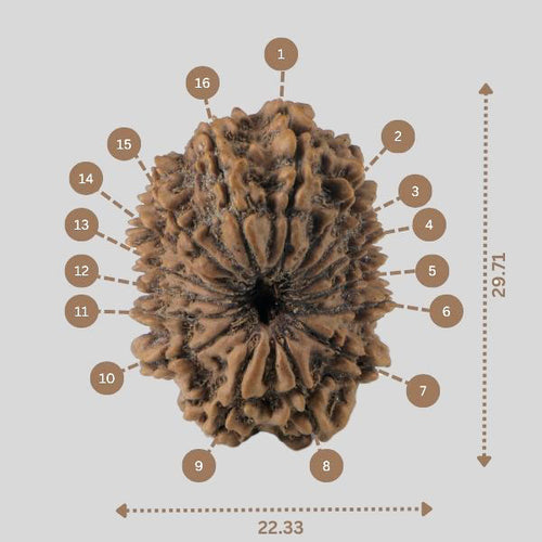 16 Mukhi Rudraksha(Nepali)