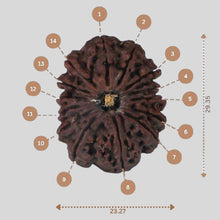 Load image into Gallery viewer, 14 Mukhi Rudraksha - Nepali Vendor Rudradhyay