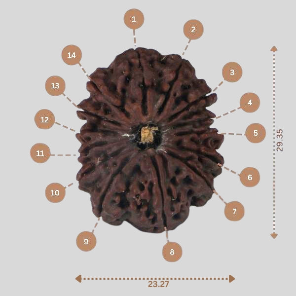 14 Mukhi Rudraksha - Nepali Vendor Rudradhyay