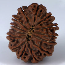 Load image into Gallery viewer, 14 Mukhi Rudraksha - Nepali Vendor Rudradhyay