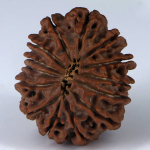 14 Mukhi Rudraksha - Nepali Vendor Rudradhyay