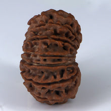 Load image into Gallery viewer, 14 Mukhi Rudraksha - Nepali Vendor Rudradhyay