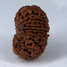 Load image into Gallery viewer, 14 Mukhi Rudraksha - Nepali Vendor Rudradhyay