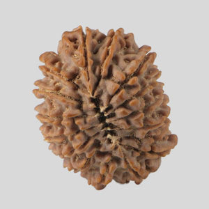 16 Mukhi Rudraksha(Nepali)