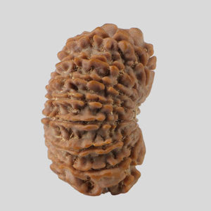 16 Mukhi Rudraksha(Nepali)