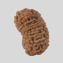 Load image into Gallery viewer, 16 Mukhi Rudraksha(Nepali)