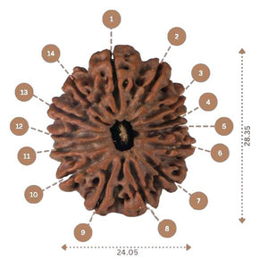 14 Mukhi Rudraksha - Nepali Vendor Rudradhyay