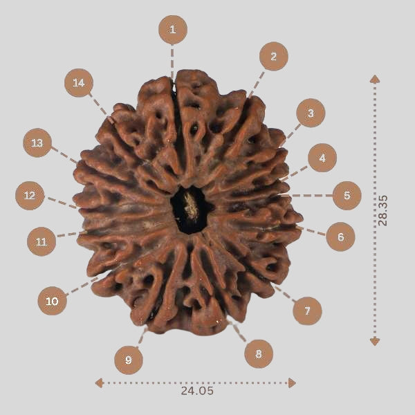 14 Mukhi Rudraksha - Nepali Vendor Rudradhyay