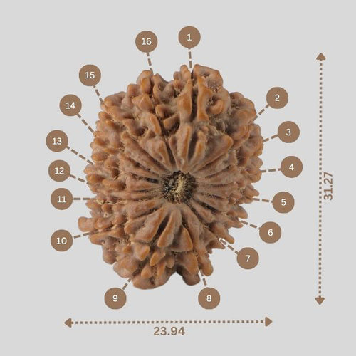 16 Mukhi Rudraksha(Nepali)