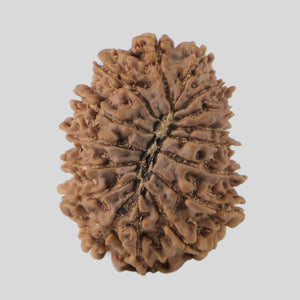 16 Mukhi Rudraksha(Nepali)