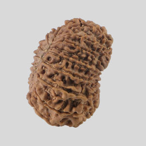 16 Mukhi Rudraksha(Nepali)