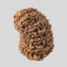 Load image into Gallery viewer, 16 Mukhi Rudraksha(Nepali)