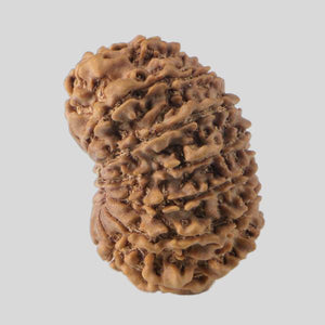 16 Mukhi Rudraksha(Nepali)