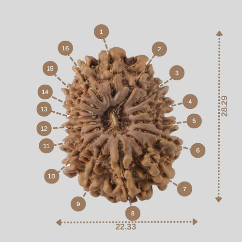 16 Mukhi Rudraksha(Nepali)