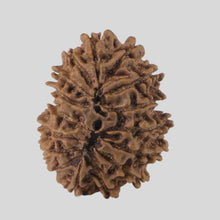 Load image into Gallery viewer, 16 Mukhi Rudraksha(Nepali)