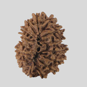 16 Mukhi Rudraksha(Nepali)