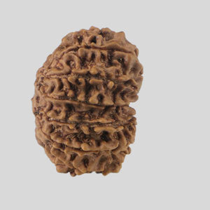 16 Mukhi Rudraksha(Nepali)