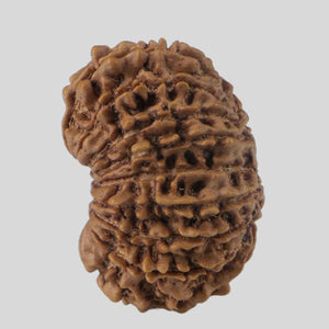 16 Mukhi Rudraksha(Nepali)