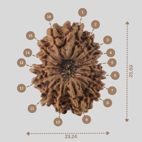 16 Mukhi Rudraksha(Nepali)