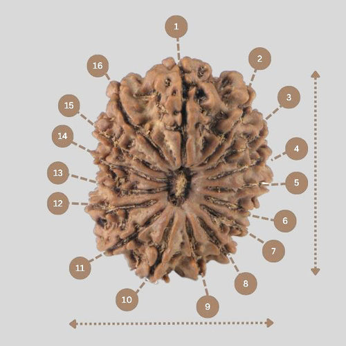 16 Mukhi Rudraksha(Nepali)