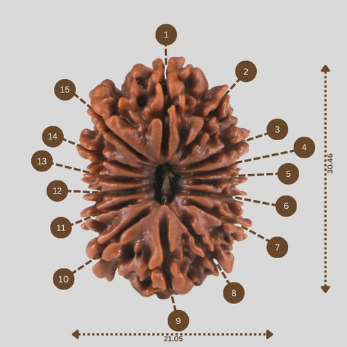 15 Mukhi Rudraksha(Nepali)