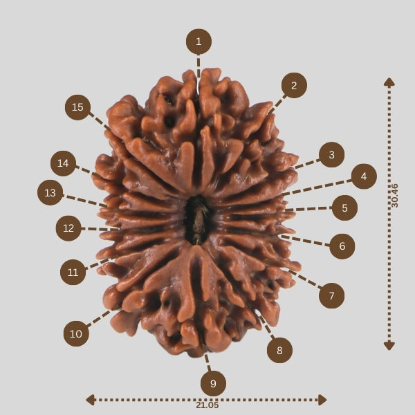 15 Mukhi Rudraksha(Nepali)